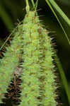 Cypress swamp sedge